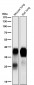 Anti-Podoplanin PDPN Rabbit Monoclonal Antibody